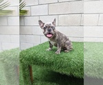 Small Photo #2 French Bulldog Puppy For Sale in SIMI VALLEY, CA, USA