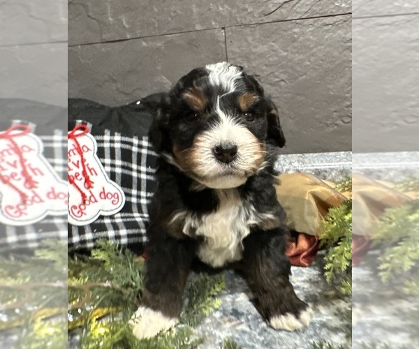 Medium Photo #20 Bernedoodle Puppy For Sale in ATHENS, WI, USA