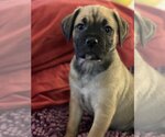 Small Photo #4 Puginese Puppy For Sale in Van Nuys, CA, USA