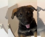 Small Photo #1 German Shepherd Dog Puppy For Sale in SUFFOLK, VA, USA