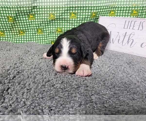 Medium Photo #32 Bernese Mountain Dog Puppy For Sale in BLACK FOREST, CO, USA