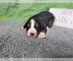 Small Photo #32 Bernese Mountain Dog Puppy For Sale in BLACK FOREST, CO, USA