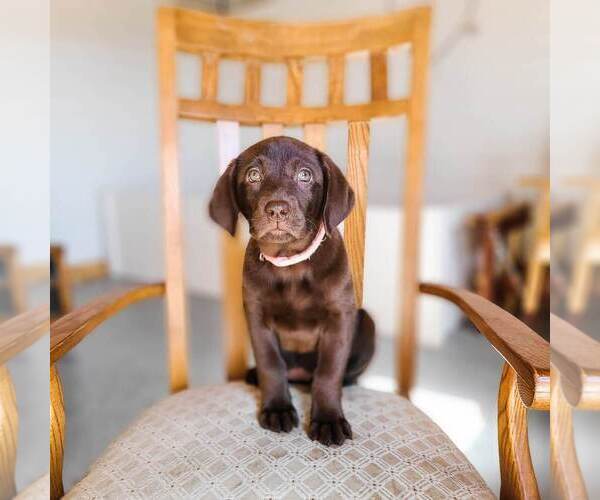 Medium Photo #5 Labrador Retriever Puppy For Sale in WAGENER, SC, USA
