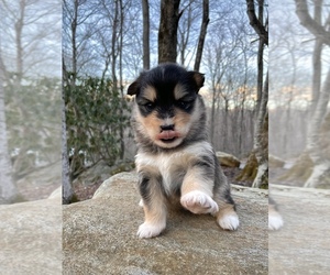 Pomsky Puppy for sale in BOONE, NC, USA