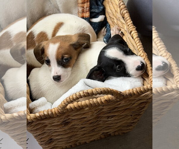 Medium Photo #2 Mutt Puppy For Sale in Plainfield, IL, USA