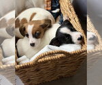 Small Photo #2 Mutt Puppy For Sale in Plainfield, IL, USA