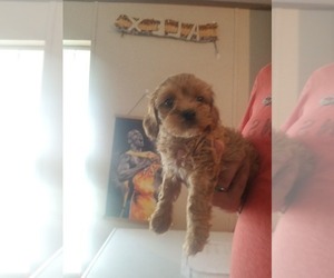 Cavapoo Puppy for Sale in MCMINNVILLE, Tennessee USA