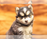 Small Photo #3 Pomsky Puppy For Sale in TAMPICO, IL, USA