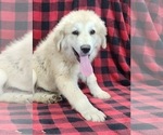Small #3 Anatolian Shepherd