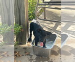 Small Photo #9 Labrador Retriever-Unknown Mix Puppy For Sale in Hillsboro, MO, USA