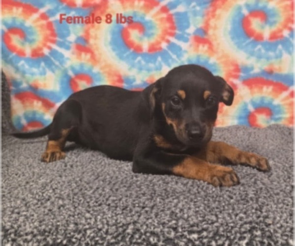 Medium Photo #2 Labrador Retriever-Unknown Mix Puppy For Sale in Royal Palm Beach, FL, USA