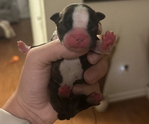 Medium Boston Terrier