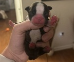 Puppy Puppy 1 Boston Terrier