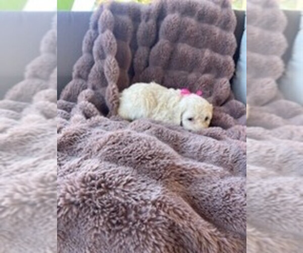 Medium Photo #2 Bichpoo Puppy For Sale in ETNA GREEN, IN, USA