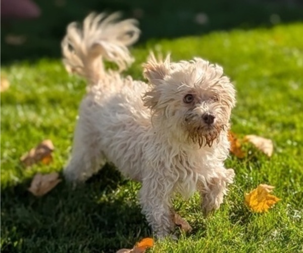 Medium Photo #13 Havanese Puppy For Sale in GOSHEN, IN, USA