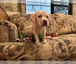 Small Photo #7 Labrador Retriever Puppy For Sale in OCALA, FL, USA