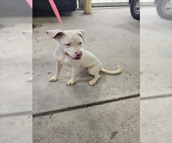 Medium Photo #1 Mutt Puppy For Sale in Texas City, TX, USA