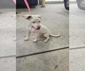 Mutt Dogs for adoption in Texas City, TX, USA