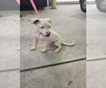 Small Mutt