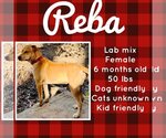 Small #4 Labrador Retriever Mix