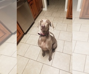 Weimaraner Puppy for sale in COOKEVILLE, TN, USA