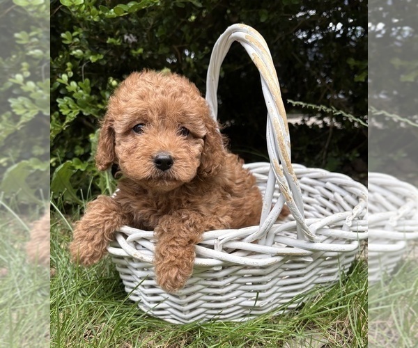 Medium Photo #4 Cockapoo (Miniature) Puppy For Sale in MIDDLEBURY, IN, USA