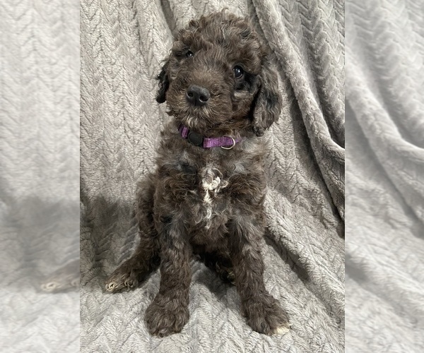 Medium Photo #1 Goldendoodle Puppy For Sale in CENTURIA, WI, USA