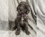 Puppy Iris Goldendoodle