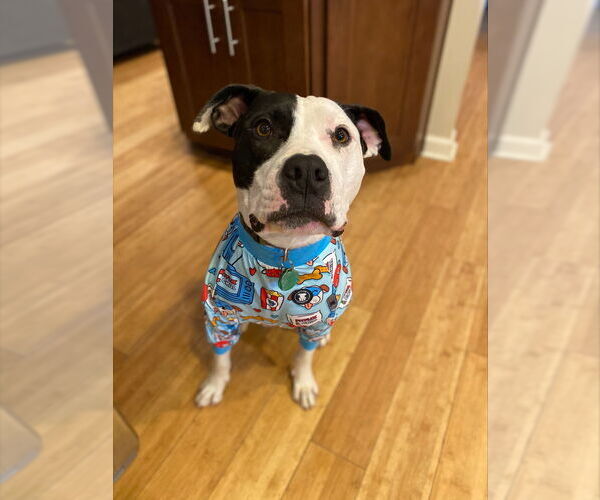 Medium Photo #4 American Pit Bull Terrier-Unknown Mix Puppy For Sale in Raleigh, NC, USA