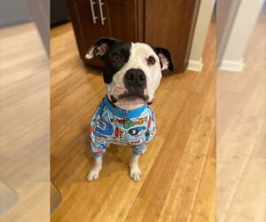 Johnson - Male American Pit Bull Terrier-Unknown Mix Dog for Adoption - Photo #4