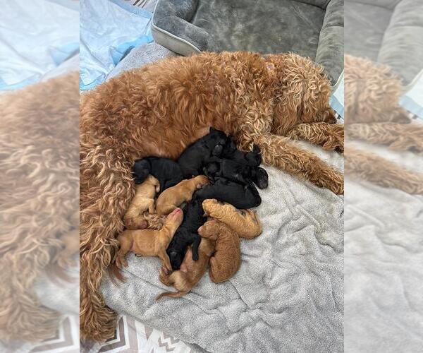 Medium Photo #9 Doodle-Goldendoodle Mix Puppy For Sale in WESTON, FL, USA