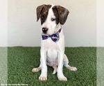 Small #2 Boxer-Plott Hound Mix
