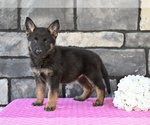 Small #4 German Shepherd Dog