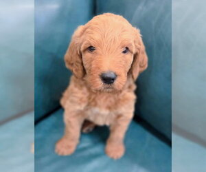 Goldendoodle Dogs for adoption in Corona, CA, USA