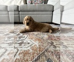 Small #1 Golden Retriever