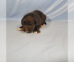 Small Photo #7 Golden Mountain Dog Puppy For Sale in BLACK FOREST, CO, USA
