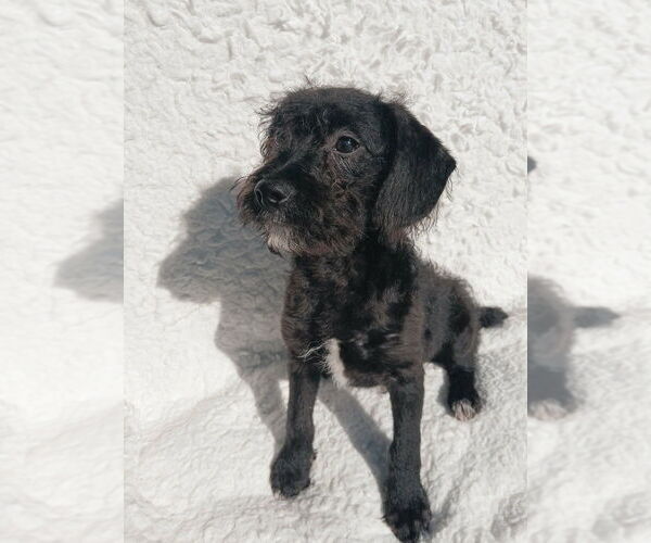 Medium Photo #2 Mutt Puppy For Sale in Oak Bluffs, MA, USA