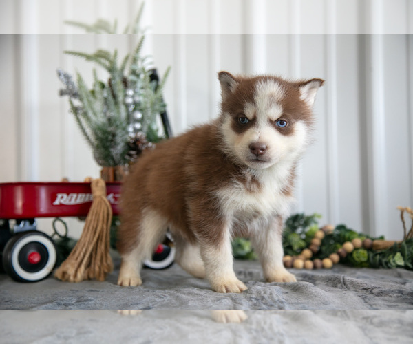 Medium Photo #4 Siberian Husky Puppy For Sale in SHREVE, OH, USA