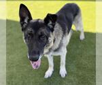 Small #1 German Shepherd Dog