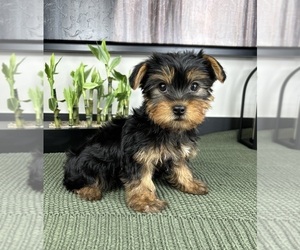 Yorkshire Terrier Puppy for sale in FRANKLIN, IN, USA