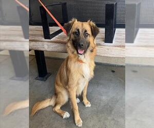 German Shepherd Dog Dogs for adoption in Riverside, CA, USA