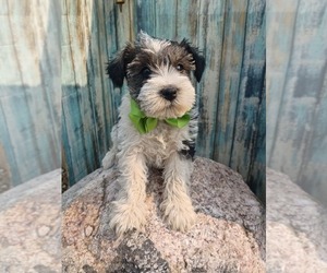 Schnauzer (Miniature) Puppy for sale in NILES, MI, USA
