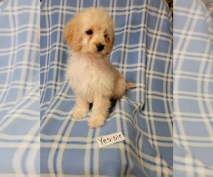 Cock-A-Poo Puppy for sale in CLARKRANGE, TN, USA