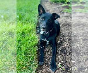 Border Collie-Unknown Mix Dogs for adoption in Salt Lake City, UT, USA