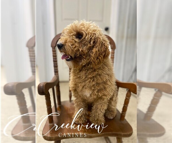 Medium Photo #1 Schnoodle (Miniature) Puppy For Sale in NIANGUA, MO, USA