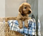 Small Photo #33 Golden Retriever Puppy For Sale in BUFFALO, MO, USA