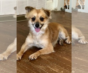 Pomeranian Dogs for adoption in Croydon, NH, USA