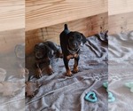 Small #5 Doberman Pinscher