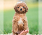 Small Photo #86 Poodle (Toy) Puppy For Sale in WARSAW, IN, USA