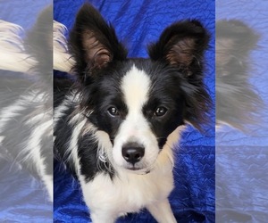 Border Collie-Papillon Mix Dogs for adoption in Cuba, NY, USA